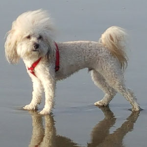 Gus “The Closer” Lohr, Owner, Fierce Negotiator, Lohr Real Estate